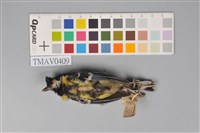 藏品(青背山雀)的圖片